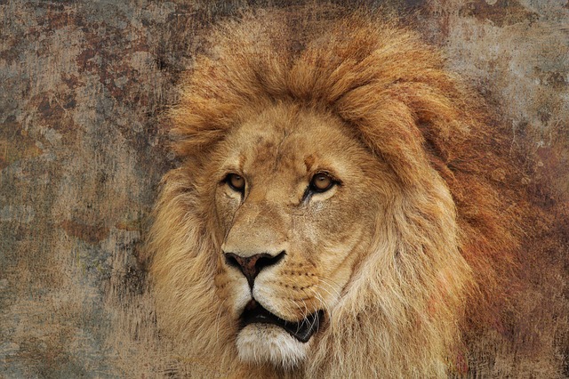 lion-592582_640